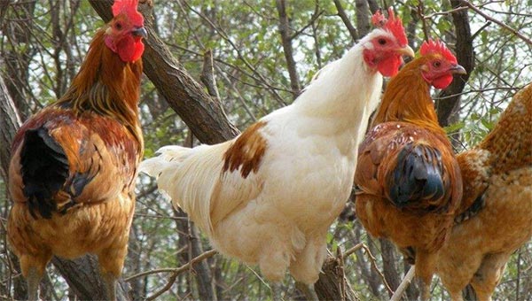 蛋鸡复合预混合饲料有哪些?